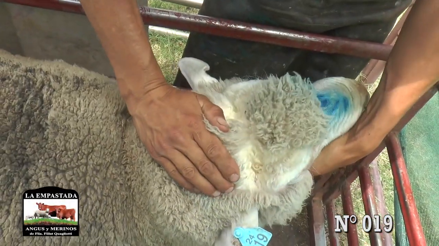 Lote CARNEROS DOHNE MERINO