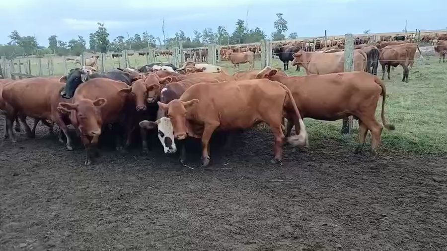 Lote 78 Vacas usadas preñadas