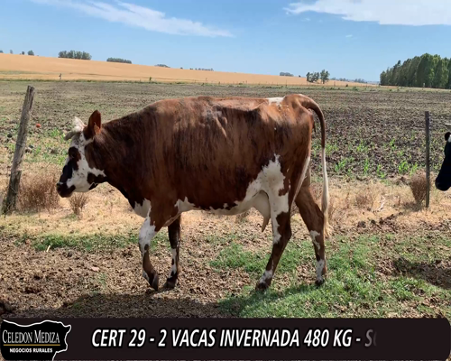 Lote (Vendido)2 Vacas de Invernada 1NO Y 1HO a remate en 12° Remate por Pantalla 480kg -  en - CUCHILLA DEL PERDIDO