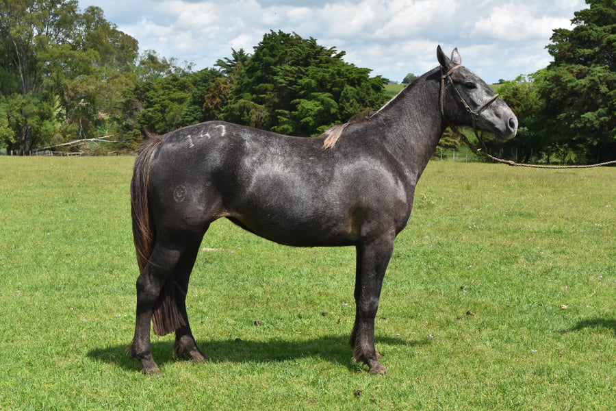 Lote RP 147 - BOLICHERA TURENA