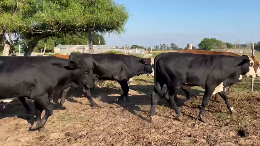 Lote 6 Novillos