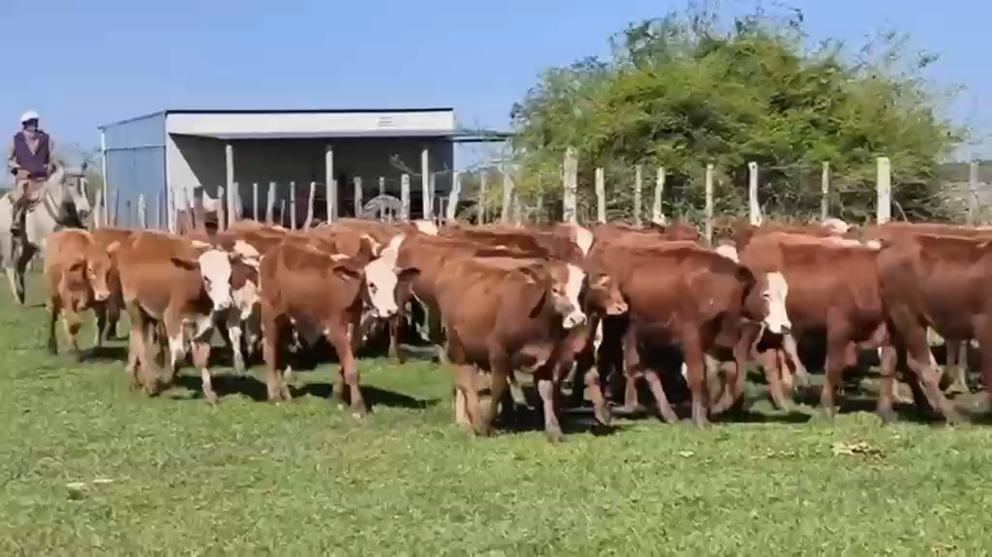 Lote 50 Terneros en Corrientes, San Luis del Palmar