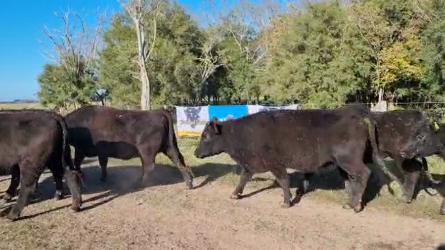 Lote 47 Vaquillonas P/ entorar en Brandsen, Buenos Aires