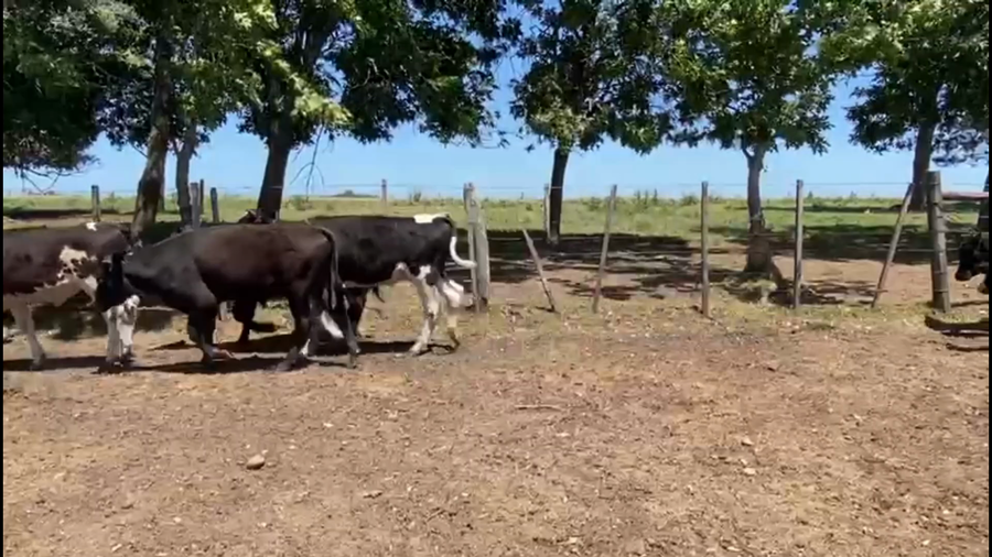 Lote 40 Terneros y Terneras en Chamberlain, Tacuarembó