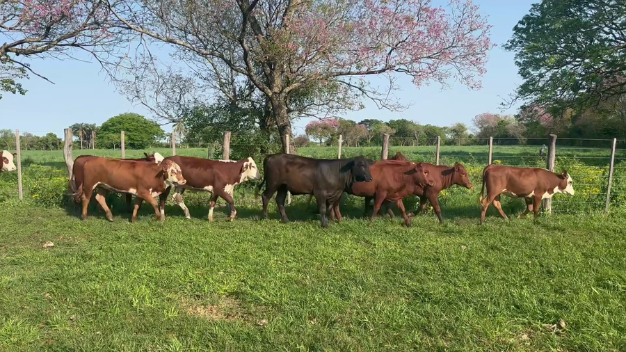 Lote 120 Terneras en Corrientes, Bella Vista