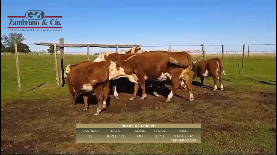 Lote 12 Piezas de cría a remate en 6º Expo Nacional Hereford en Colonia Lavalleja