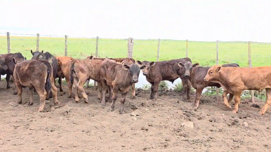 Lote 37 Vacas CUT con cría