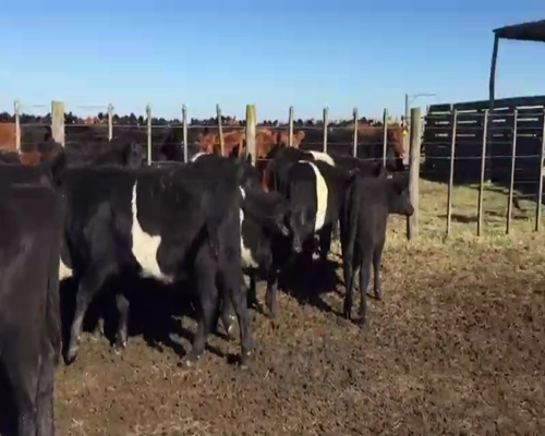 Lote 70 Terneras en Gral. Guido, Buenos Aires