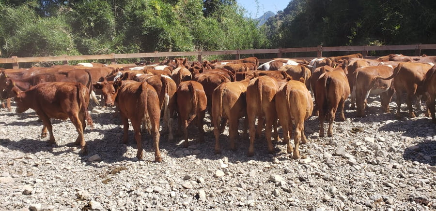 Lote 60 Vaquilla Engorda en Futrono, XIV Región Los Ríos