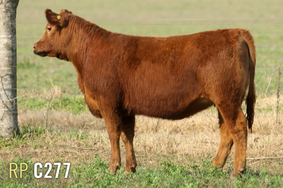 Lote 3 TERNERAS PURAS DE PEDIGREE