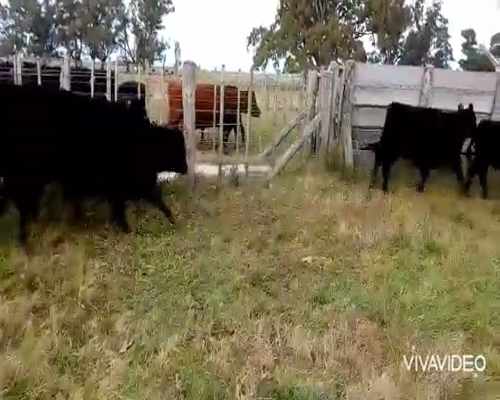 Lote 25 Terneros en Gral. Paz, Buenos Aires