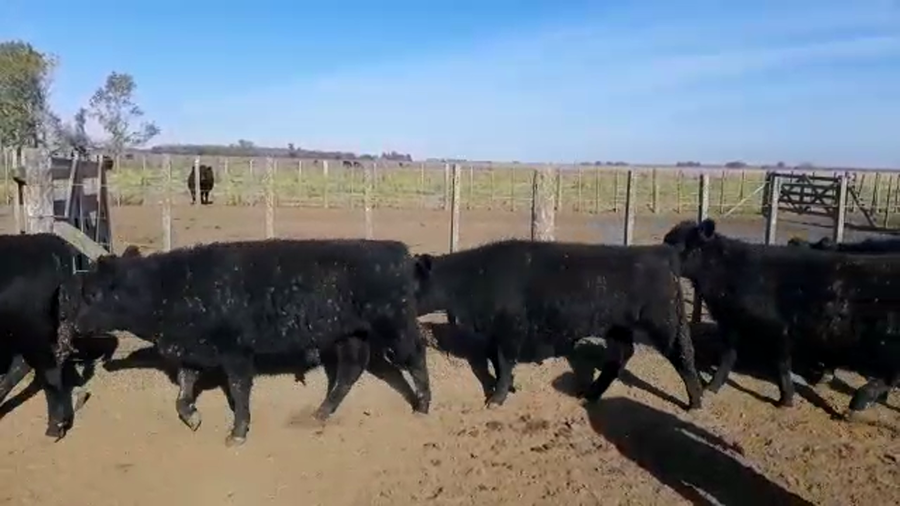 Lote 50 Terneros en Monte, Buenos Aires