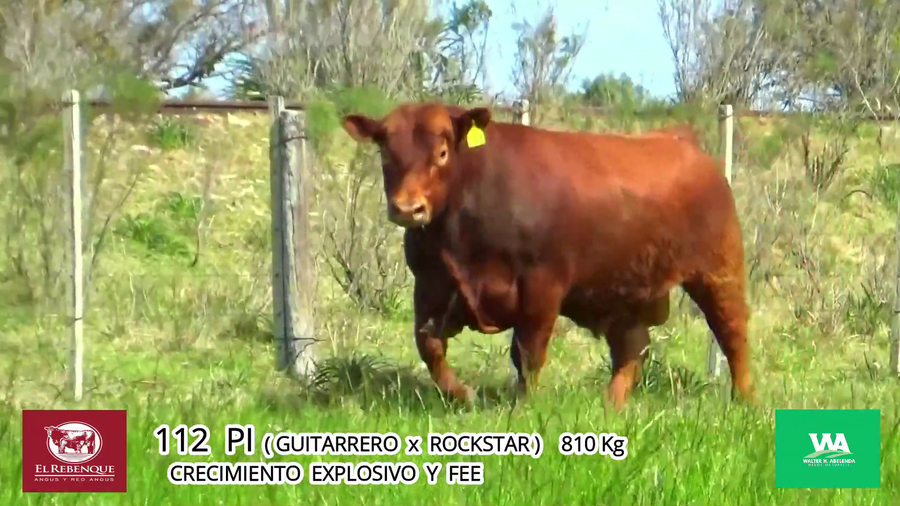 Lote Toros a remate en Angus el Rebenque  en Asociación Rural de Florida