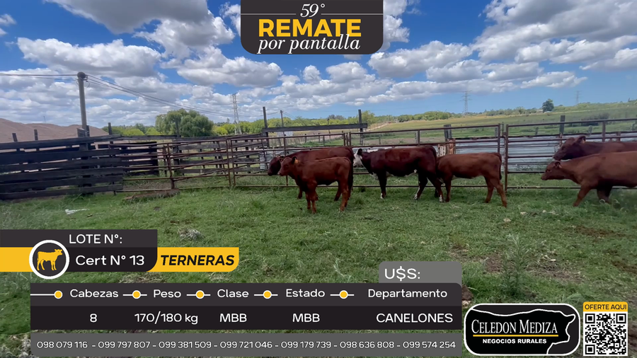 Lote 8 Terneras en Canelón Chico, Canelones