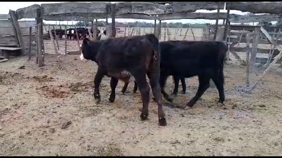 Lote 18 Terneros/as Cruza en Gdor. Crespo, Santa Fe
