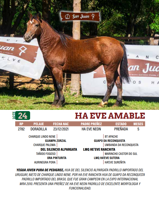 Lote LOTE 24