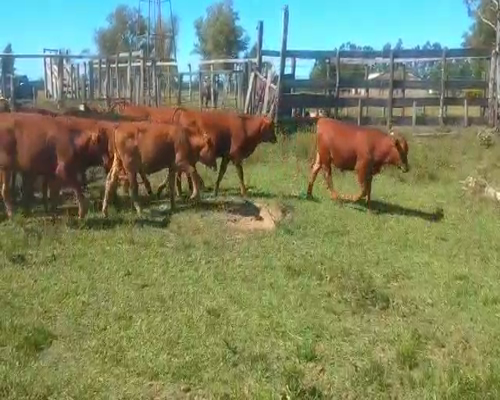Lote 82 Terneros en Virasoro, Corrientes
