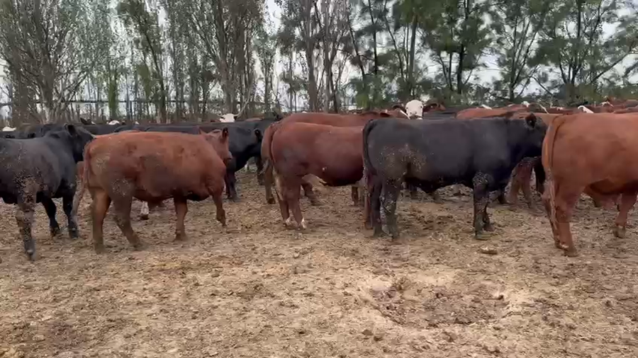 Lote 248 Novillos