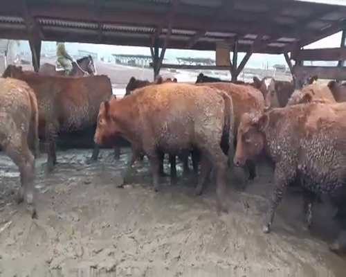 Lote 20 Novillo Gordo en Los Ángeles, VIII Región Biobío