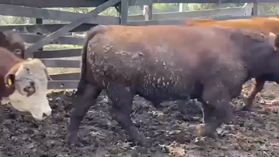 Lote 45 Novillo Gordo en Litueche, VI Región O'Higgins