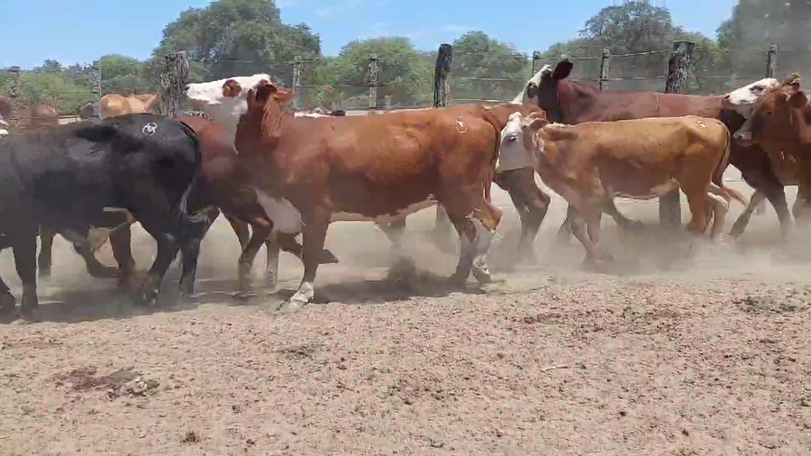 Lote 40 Novillitos y vaquillonas