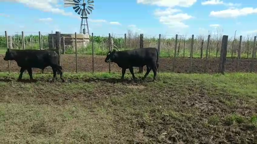 Lote 68 Terneros