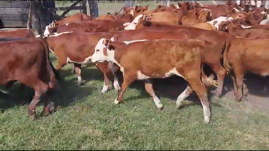 Lote 70 Terneros/as en Entre Ríos, Maciá