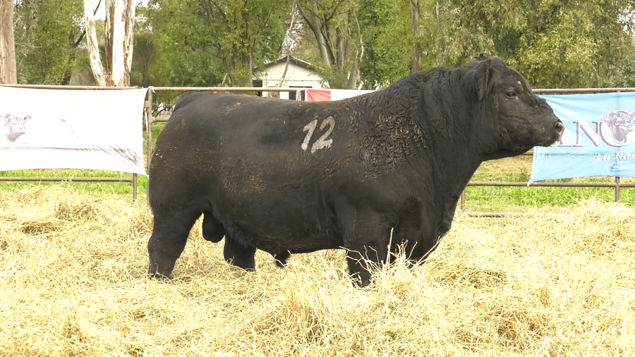 Lote TOROS ANGUS NEGROS  PC