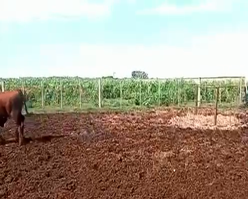 Lote 13 Terneros en Pueblo Italiano, Córdoba