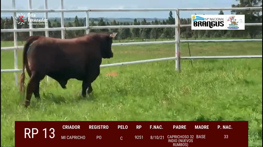 Lote Toros a remate en 14º Nacional Brangus, Tacuarembó