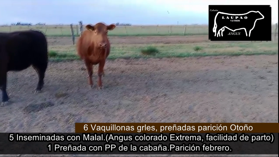 Lote VAQUILLONAS PREÑADAS PARICION OTOÑO
