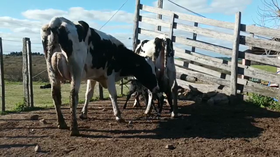 Lote (Vendido)4 Piezas de cría HOLANDO a remate en 5to remate por pantalla ENTRE MARTILLOS, San José