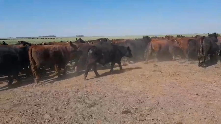 Lote 119 Novillitos