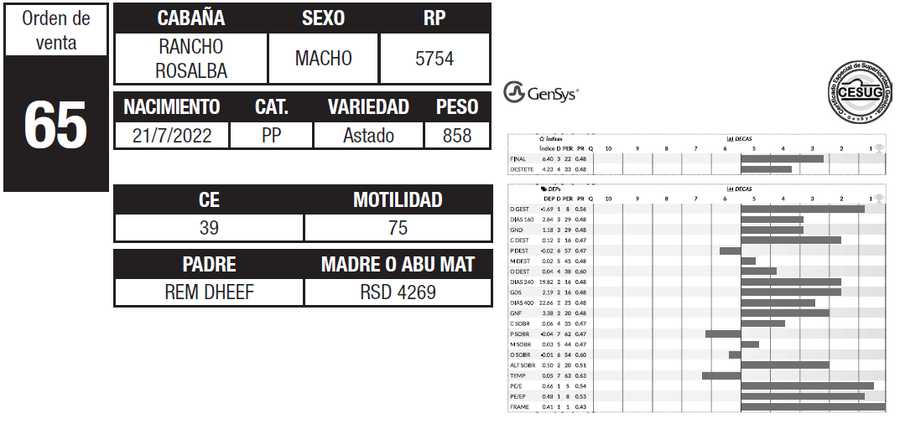 Lote LOTE 65