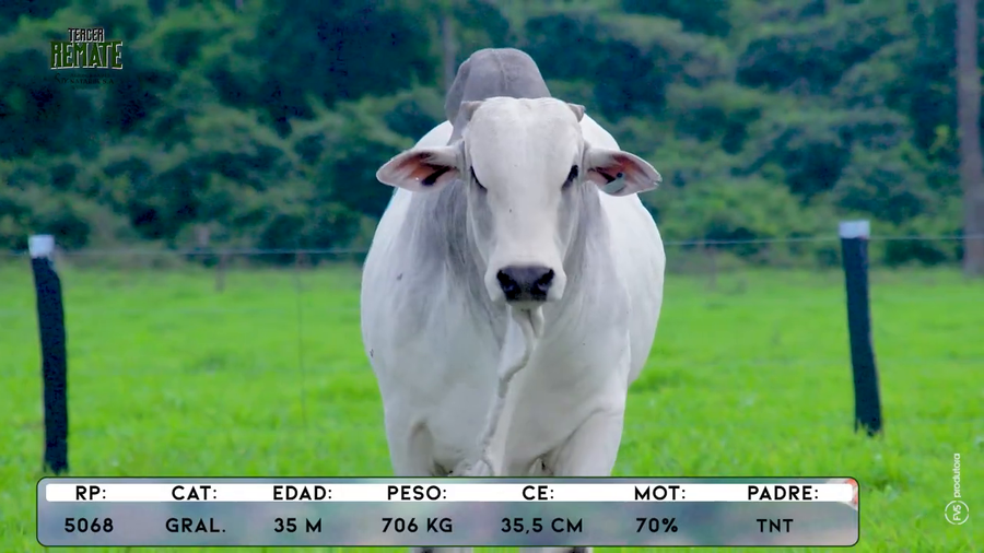 Lote Toros a remate en Tercer Remate Agroganadera Natalia, Concepción