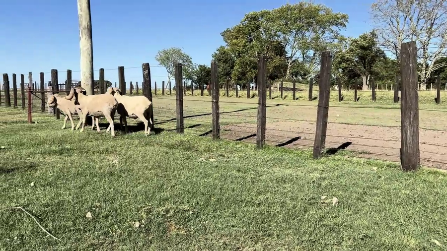 Lote CARNEROS