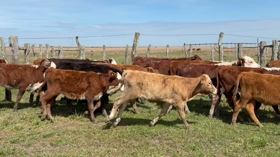 Lote 40 Terneros/as