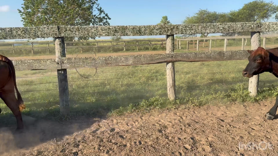 Lote 32 Vacas de invernar en Corrientes, Goya