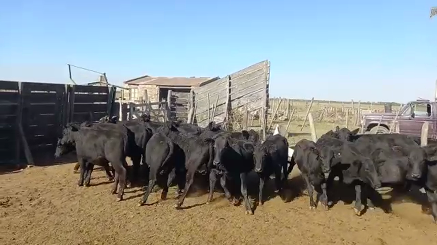 Lote 18 Terneras Brangus y cruzas británicas en Virginia, Santa Fe