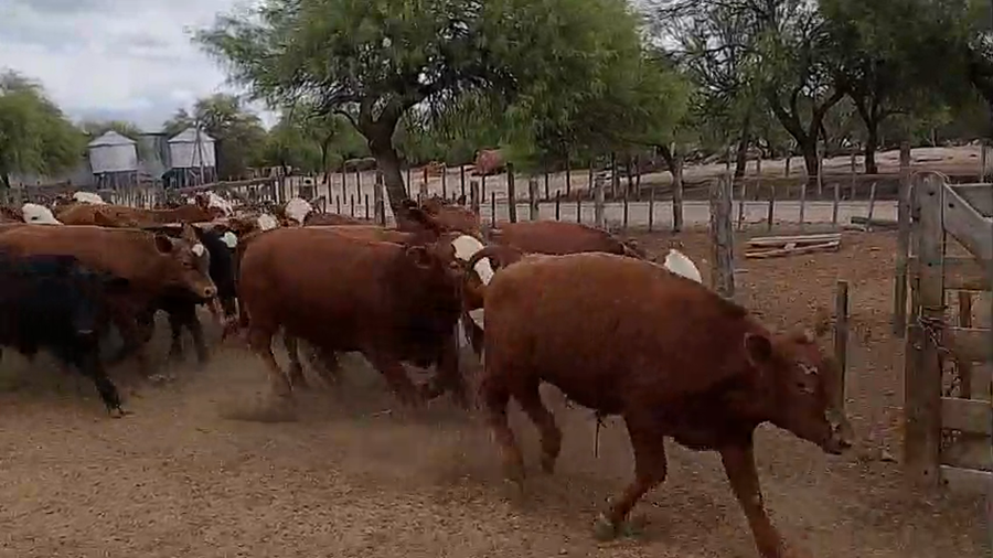 Lote 90 Terneros en Quines, San Luis