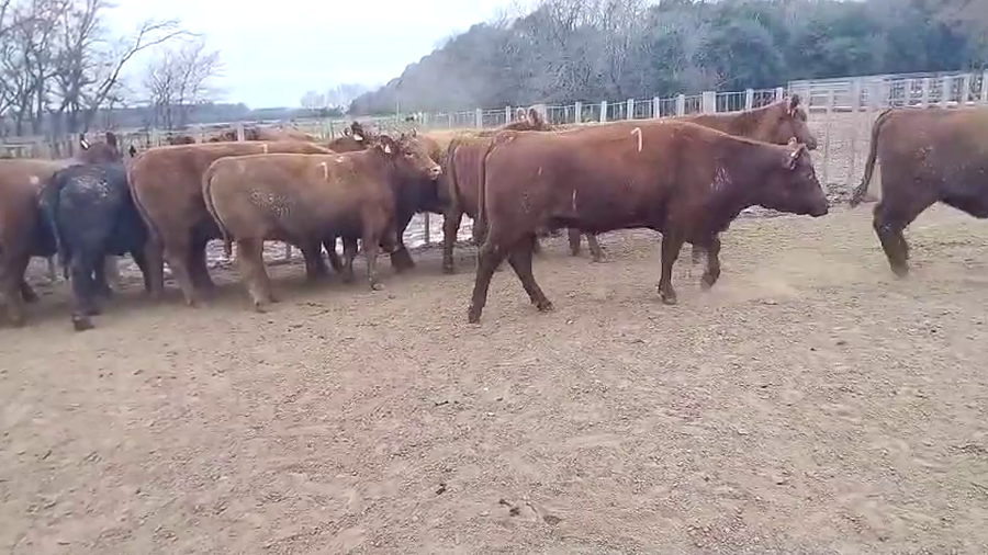 Lote 30 VACAS FAENA UE NO HILTON. APTO CHINA