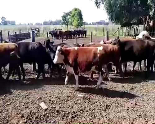 Lote 15 Terneros en Gral. Las Heras, Buenos Aires