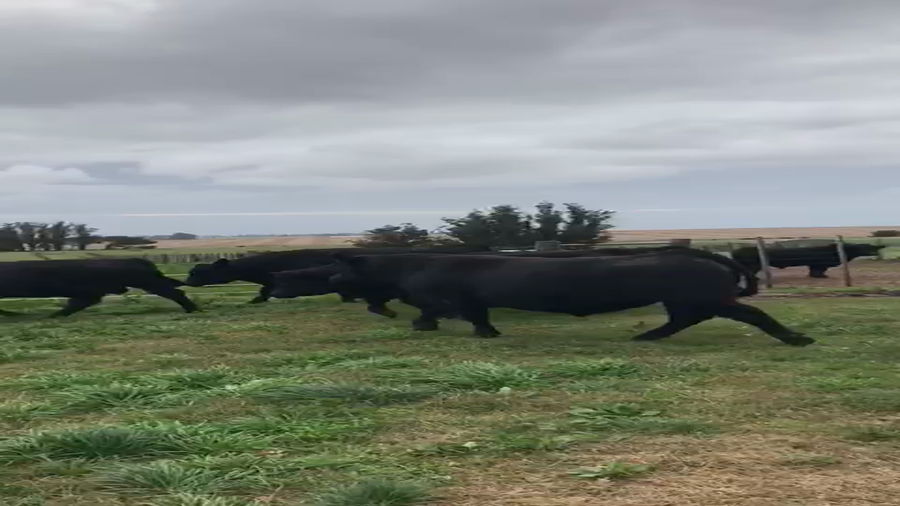 Lote 12 TOROS PC EL Cerro de Macrey