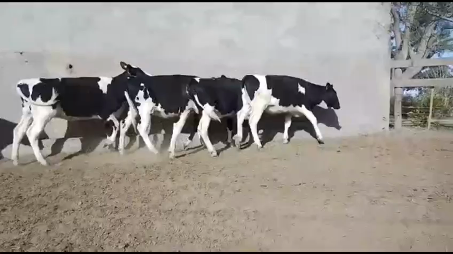 Lote Est Don Francisco