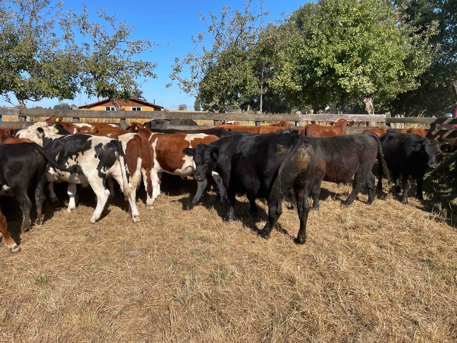 Lote 62 Novillo Engorda en Puerto Varas, X Región Los Lagos