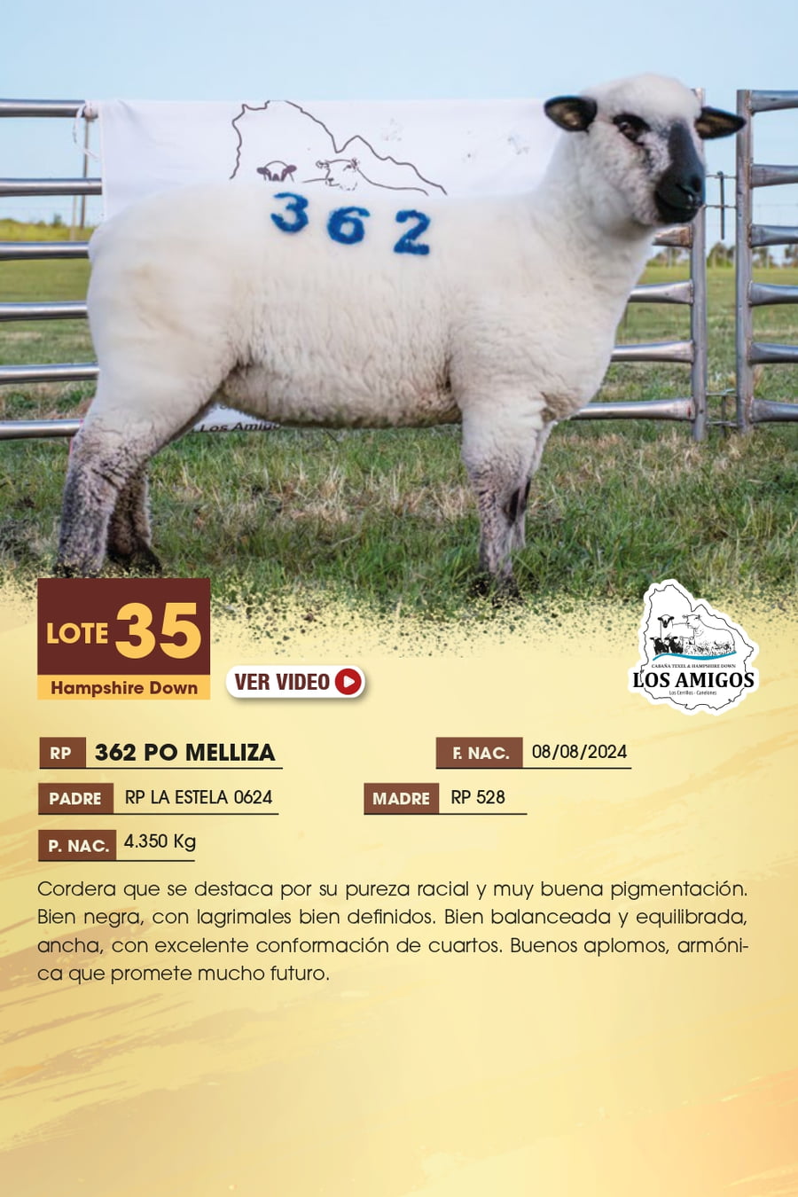 Lote 35 - Hampshire Down