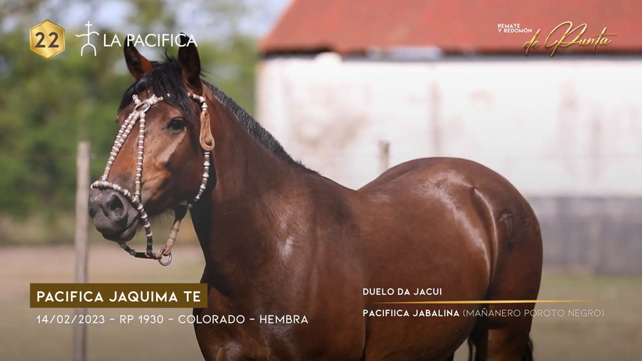 Lote PACIFICA JAQUIMA TE