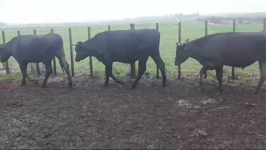 Lote (Vendido)4 Novillos Holando HOLANDO/ KIWI a remate en #48 Pantalla Carmelo 280kg -  en RUTA 22