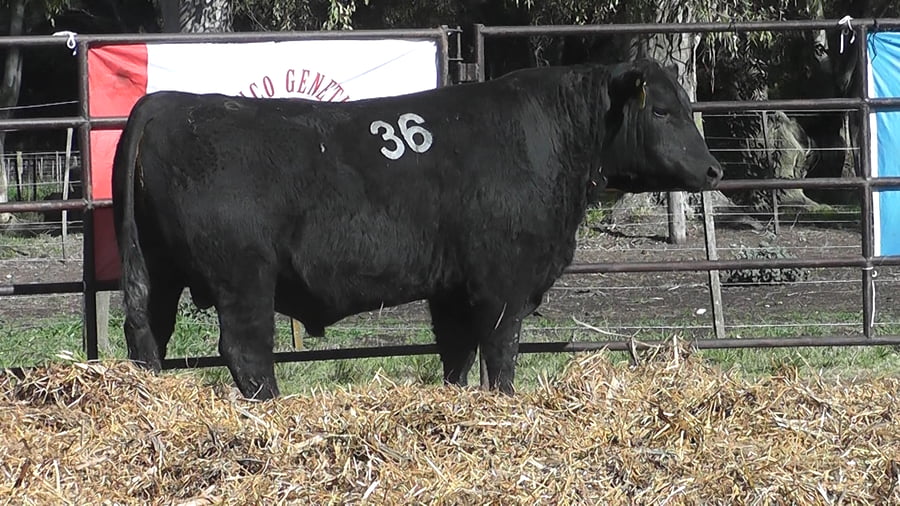Lote ANGUS PURO CONTROLADO