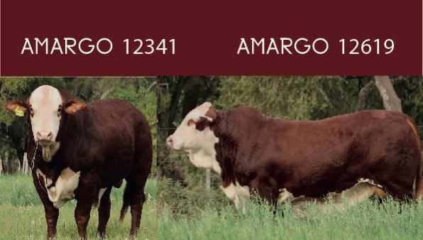 Lote CABAÑA EL AMARGO